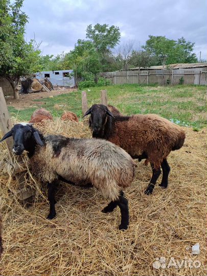 Овцы котные