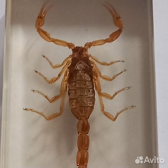 Скорпион