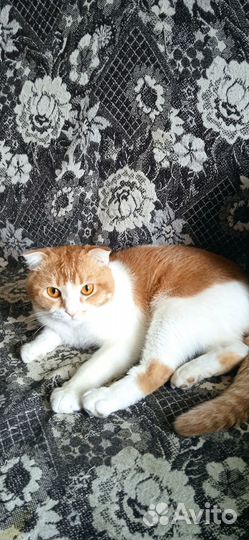 Отдам котика в добрые руки