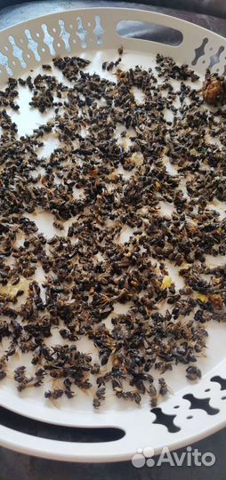 Пчелиный подмор