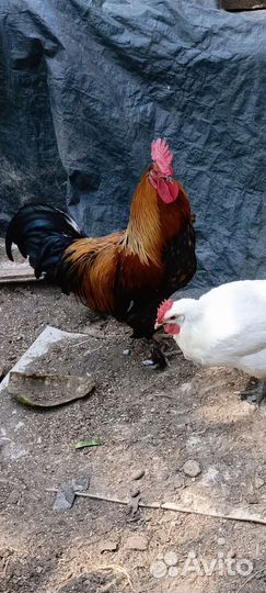 Петух 10 мес маран