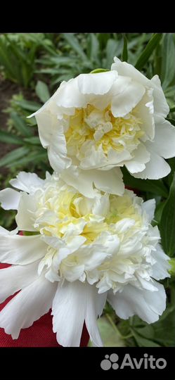 Пионы корневища