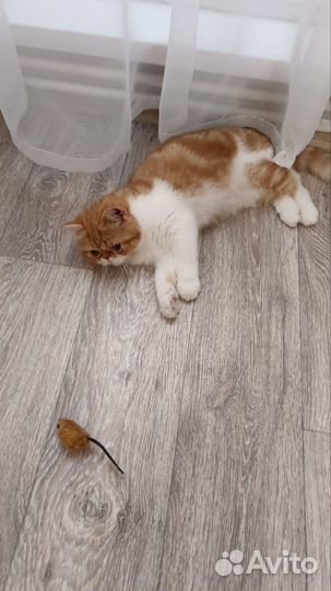 Персидский кот экзот короткошерстный