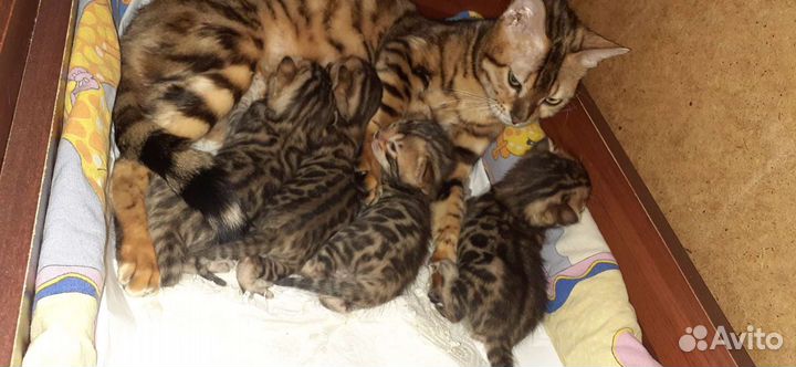 Бенгальские котята