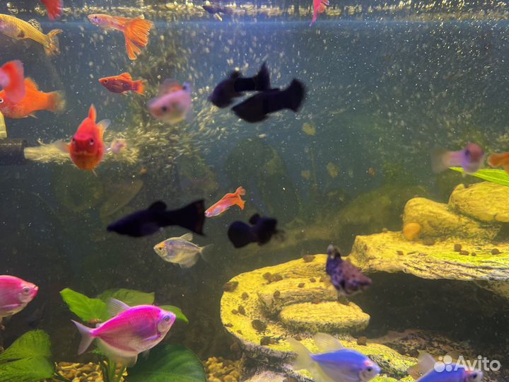 Аквариумные рыбки пицилии, моллинезии и гуппи