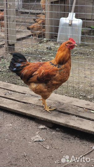 Петухи кучинская юбилейная