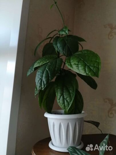 Сингониум, клорорендрум
