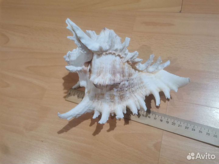 Ракушка морская большая