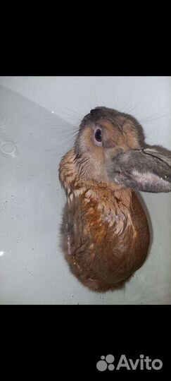 Отдам в добрые руки кролика