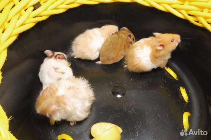 Атласные хомяки до 300 грамм + Туалет на 5+ видео