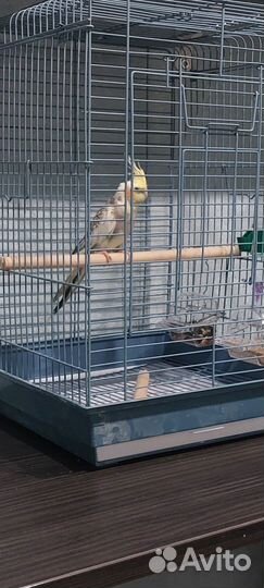 Корелла, с клеткой