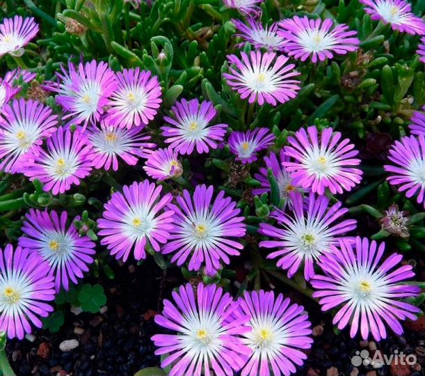 Делосперма