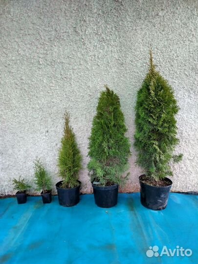 Туя Смарагд Р9 и др