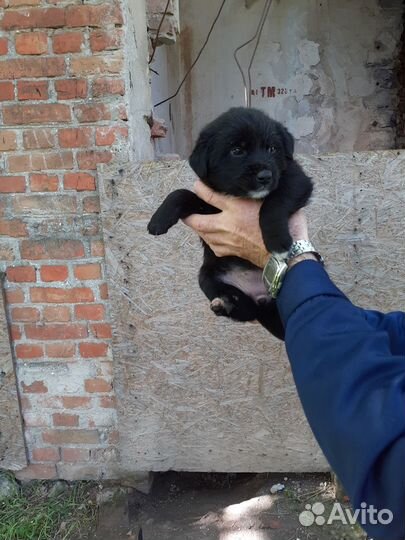 Раздаём щенков