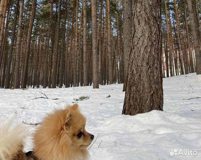 Шпиц вязка мальчик