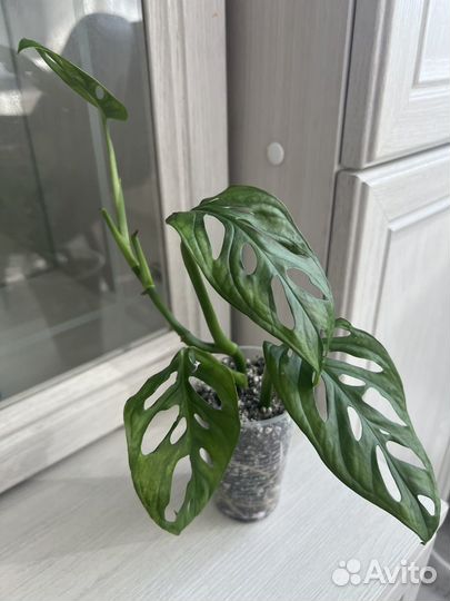 Монстера адансона вариегатная