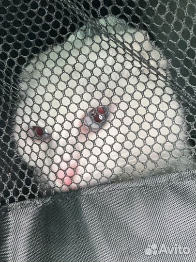 Кошки породистые бесплатно