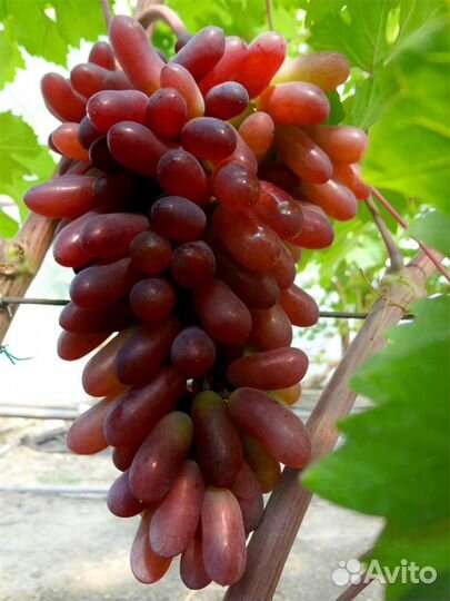 Саженцы Винограда Карнавал
