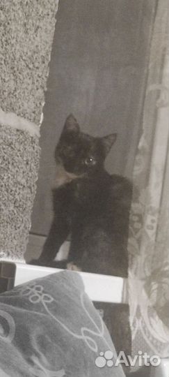 Кошки в добрые руки бесплатно