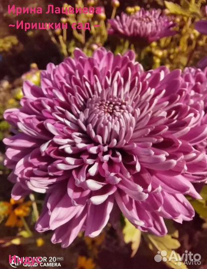 Хризантема корейская (маточники)