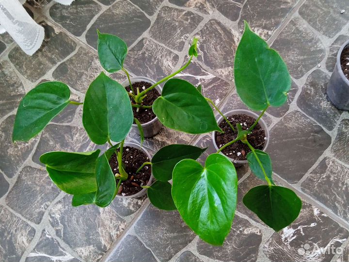 Антуриум Vanilla/Ванилла