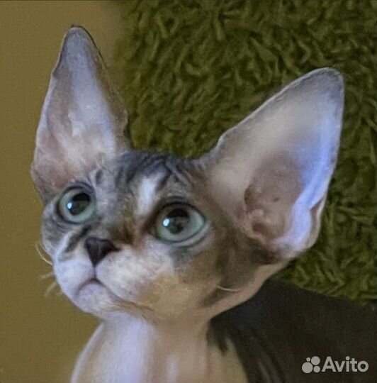 Катенок Девон Рекс