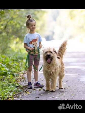 Самый лучший пес Кокос ждёт свою семью