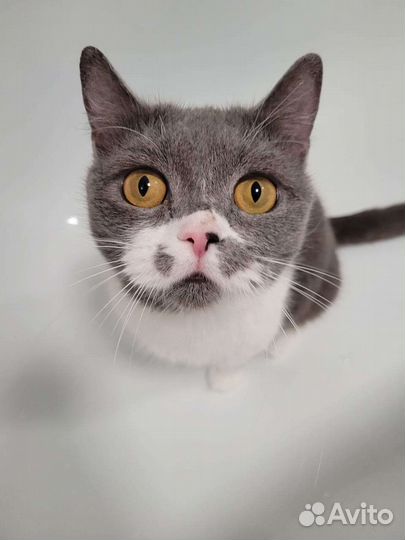 Кошка Горошка чудесная