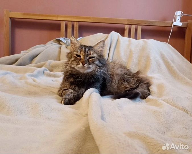 Кошечка пушистая 3года