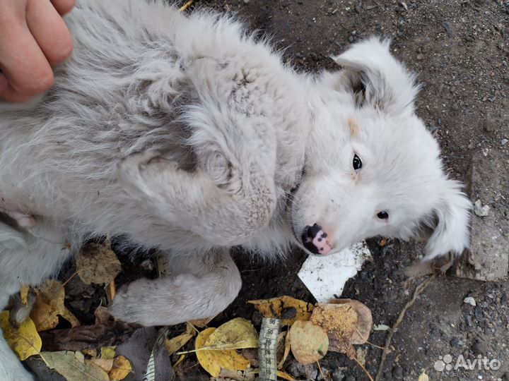 Щенок в добрые руки бесплатно