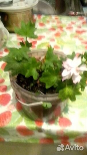 Герань душистая,белая