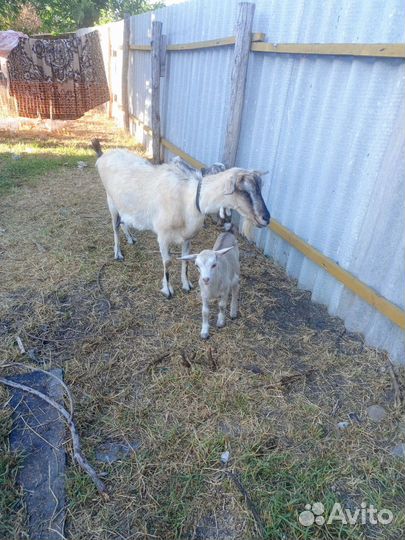 Коза дойная с козлятами
