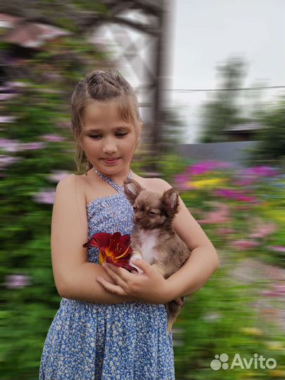 Супер мини и стандарт чихуашки