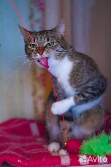 Кошка Розетка ищет дом