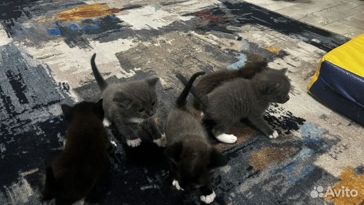 Котята отдам бесплатно