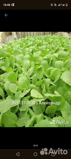 Рассада капусты, ранняя