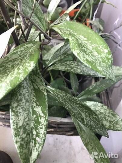 Хойя Грацилис и Публикалис splash