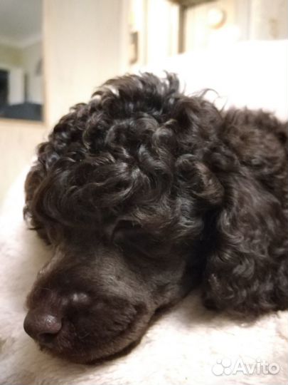 Пудель средний коричневый