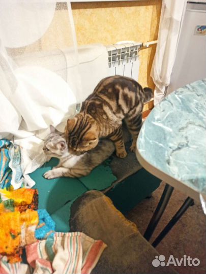 Шотландский вислоухий, развязан. вязка