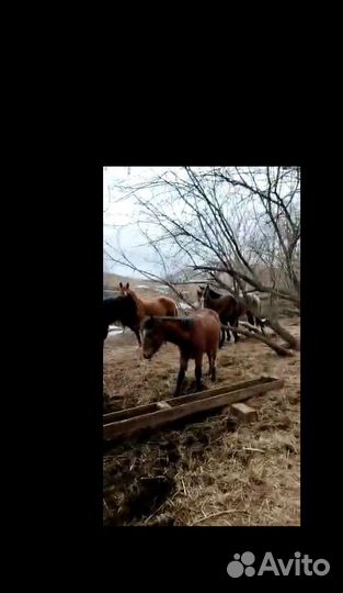 Жеребята 1год