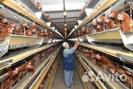 Птицефабрика разнорабочий