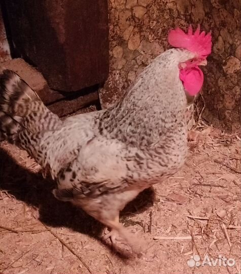 Молодые петухи