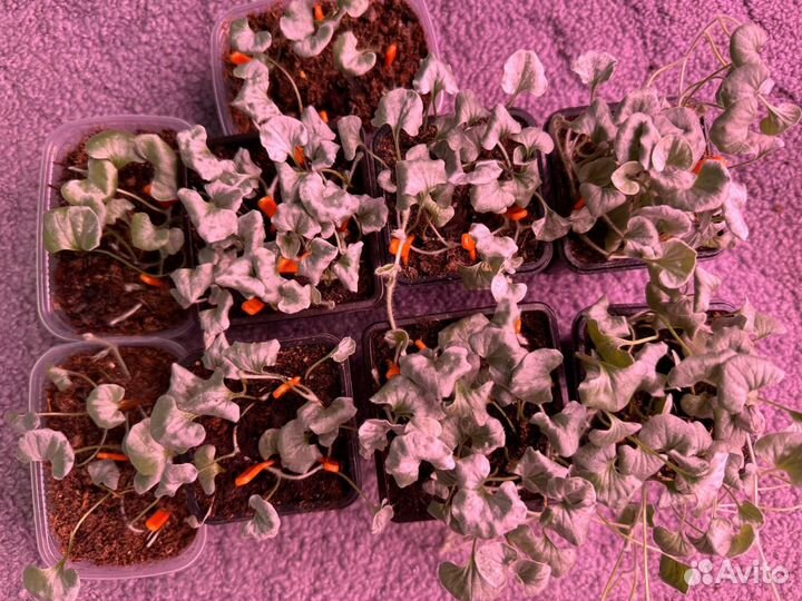 Дихондра серебристая