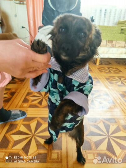 Одежда для маленьких собак