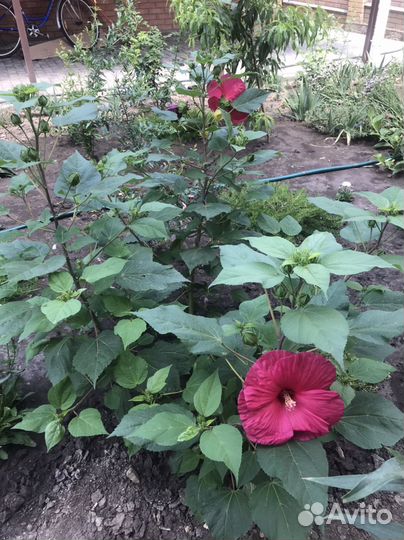 Гибискус травянистый