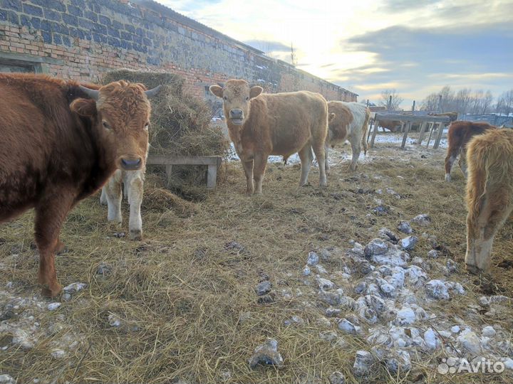 Быки живым весом