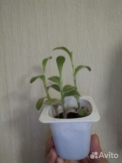 Традесканция силламонтана