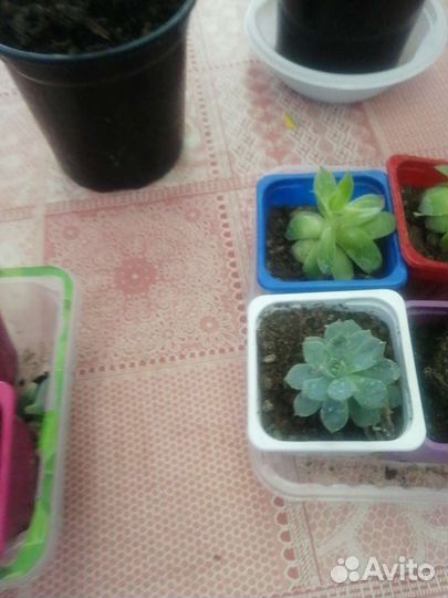 Фикус, цикуленты