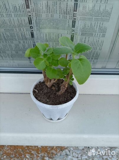 Плектрантус, колеус, алоэ