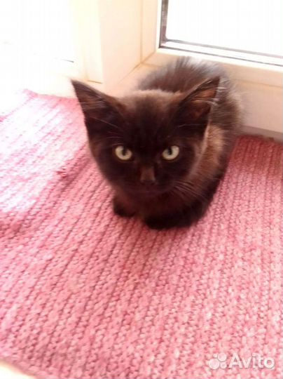 Котенок в подьезде